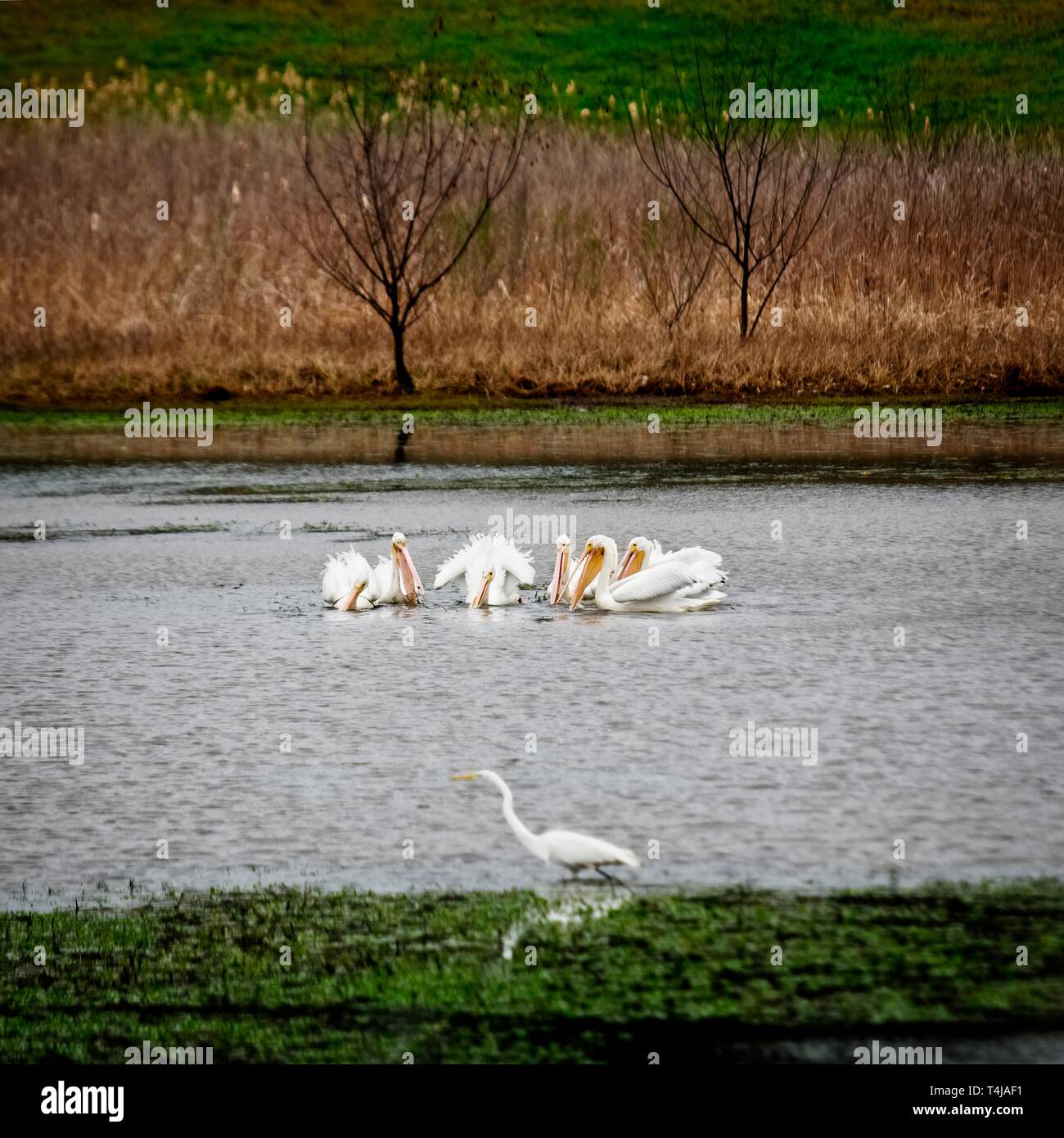 The Woodlands, TX USA - 02/17/2019 - Des pélicans pêcher avec un Egrit Banque D'Images