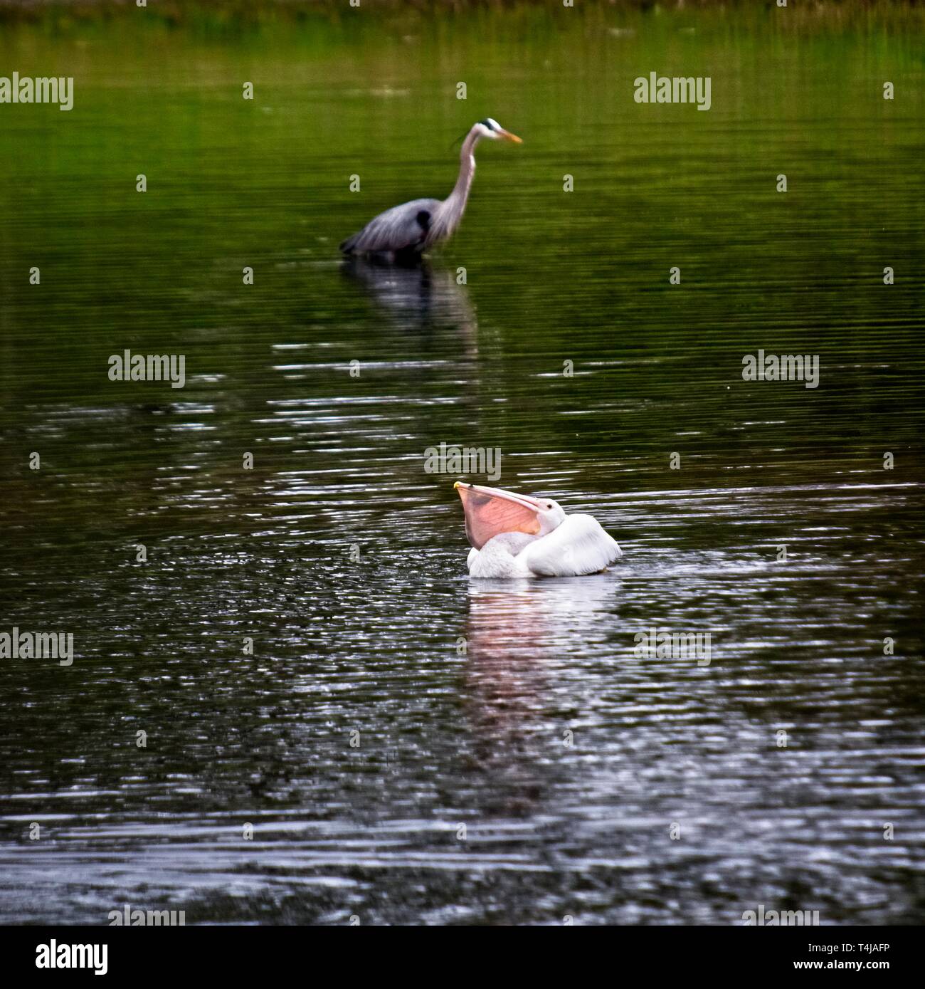 The Woodlands, TX USA - 02/17/2019 - Pélicans blancs avec des poissons avec un héron Banque D'Images