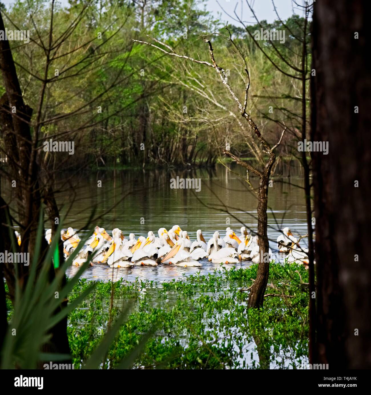 The Woodlands, TX USA - 03/14/2019 - Groupe de pélicans blancs dans les Backwaters 2 Banque D'Images