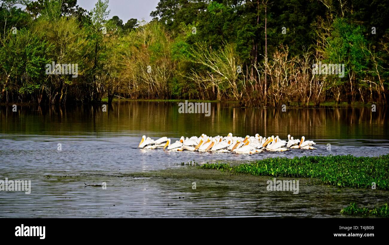 The Woodlands, TX USA - 03/14/2019 - Groupe de pélicans blancs dans les Backwaters Banque D'Images