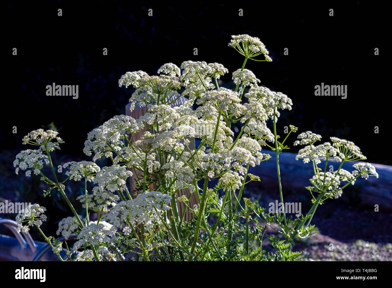 Libre de petites fleurs blanches avec la lumière du soleil du matin brillant sur eux, près de fond noir. Banque D'Images