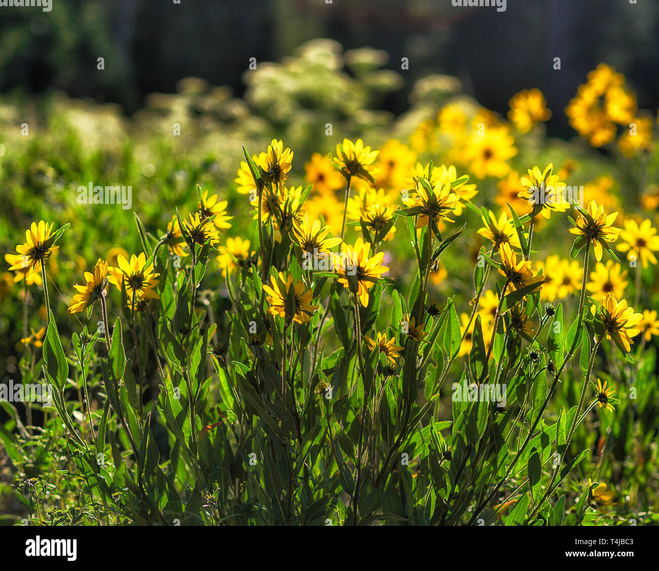 Fleurs jaunes, libre dans la campagne Photo Stock - Alamy