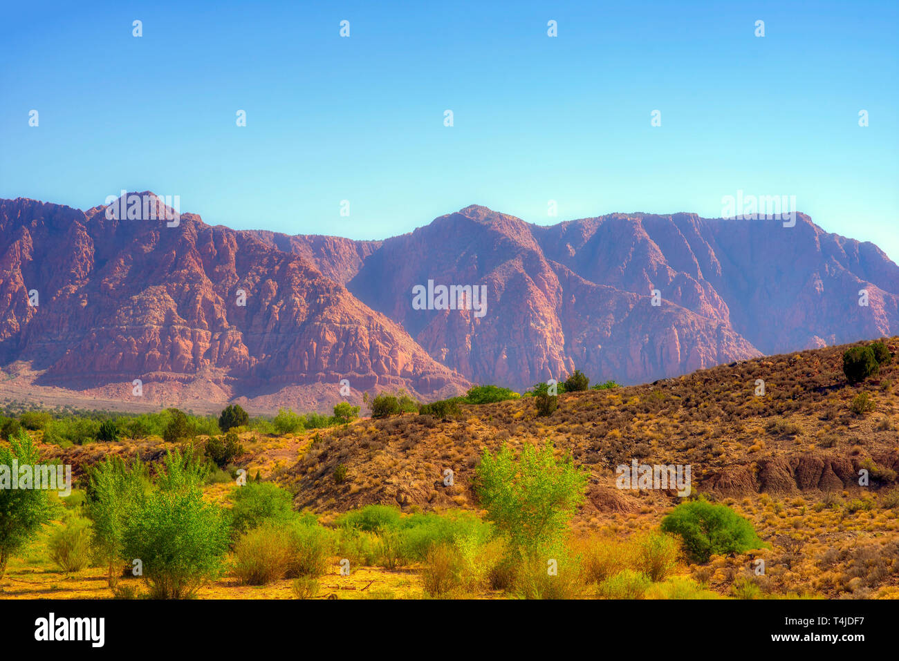 La lumière du soleil du matin brille sur les buissons d'un vert vif dans désert avec au-delà des montagnes Rocheuses rouge sous un ciel bleu clair. Banque D'Images