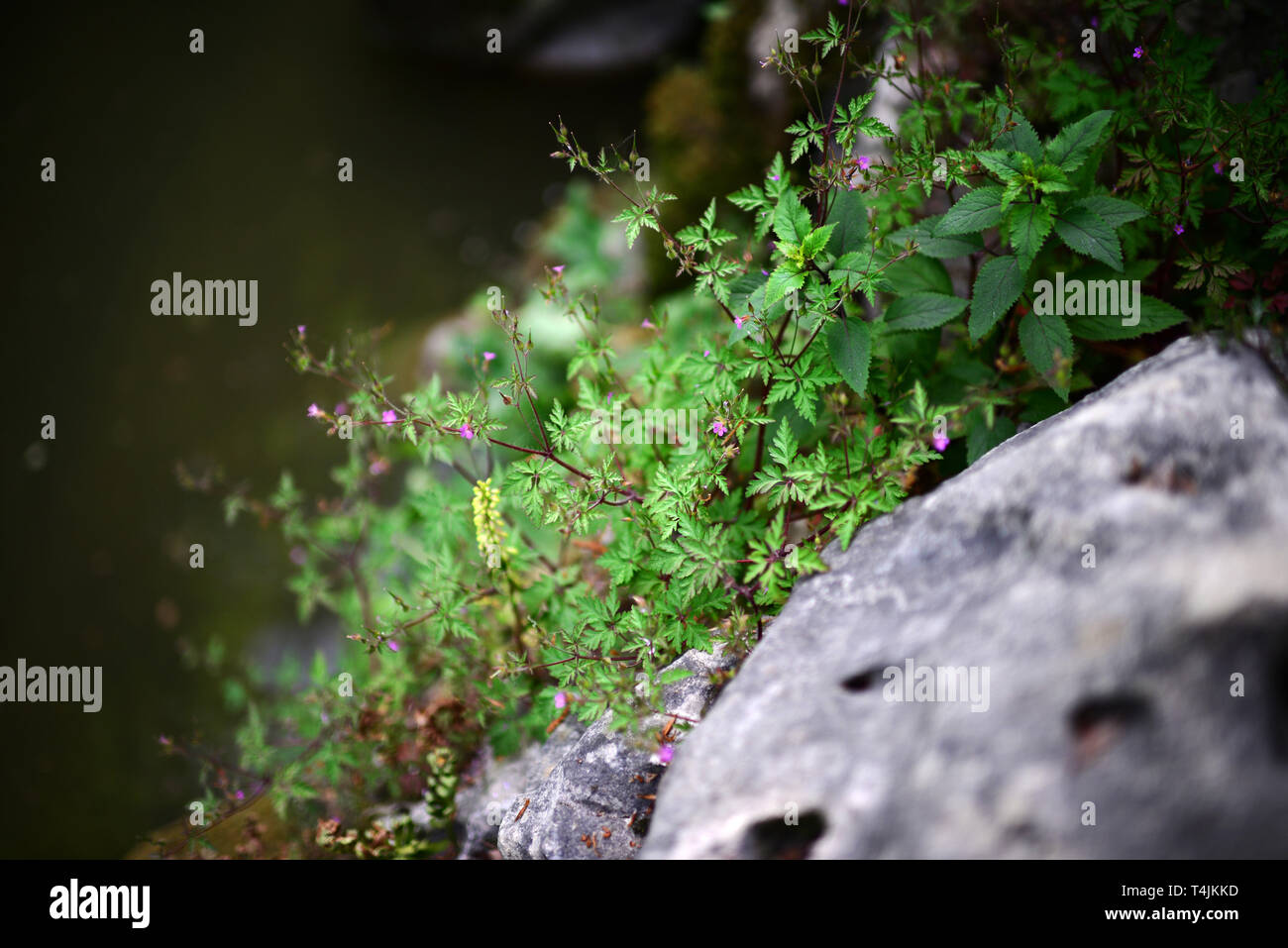 Près de Quinta da Regaleira Sintra, Portugal Banque D'Images