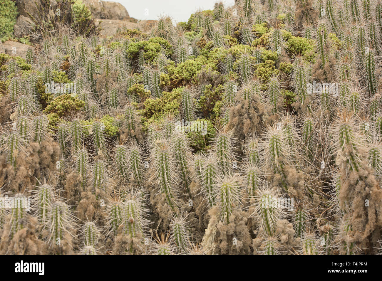 Cactus arborescents (Eulychnia acida) croissant sur l'Isla Damas, réserve de pingouins de Humboldt, Punta Choros, Chili Banque D'Images