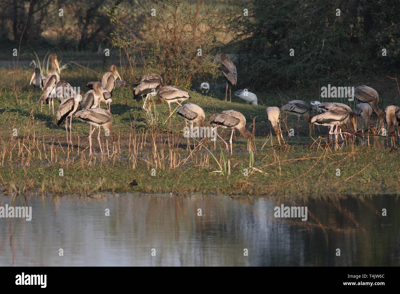 Les jeunes cigognes peint à se nourrir dans le parc national de Keoladeo, Rajasthan Banque D'Images