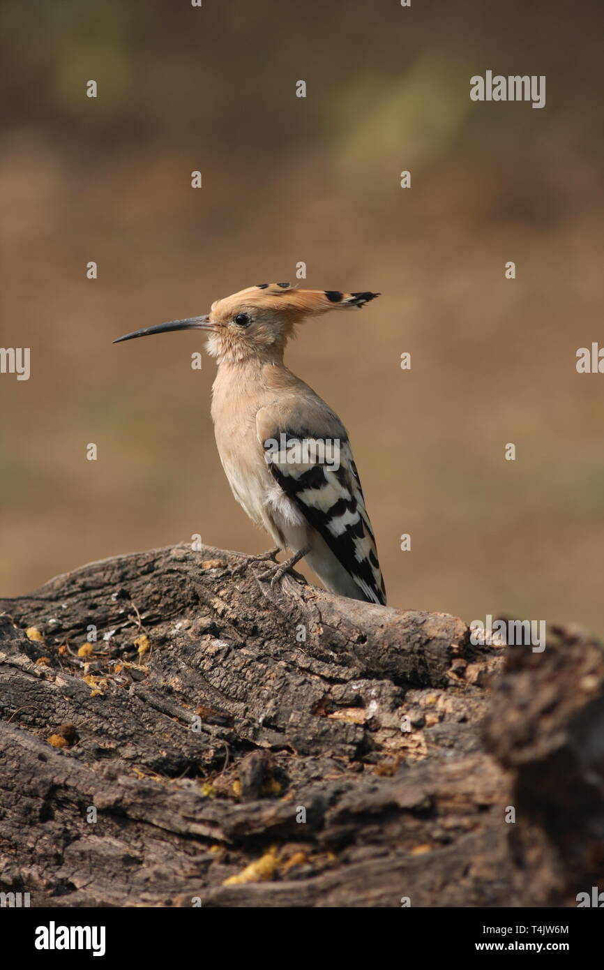 Une huppe fasciée en hiver dans le parc national de Keoladeo, Rajasthan Banque D'Images