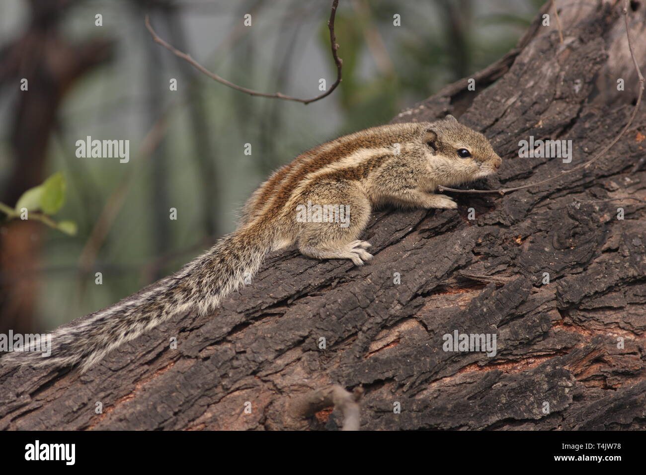 Écureuil indien ou à rayures trois écureuil dans le parc national de Keoladeo, Rajasthan Banque D'Images