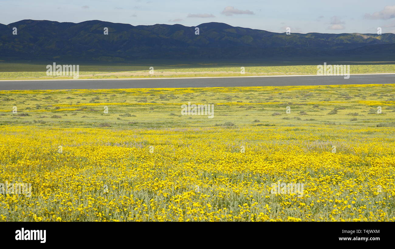 Lasthenia californica California Goldenfields ou. Bloom, 2019 Super Carizzo Plain National Monument (Californie, USA Banque D'Images