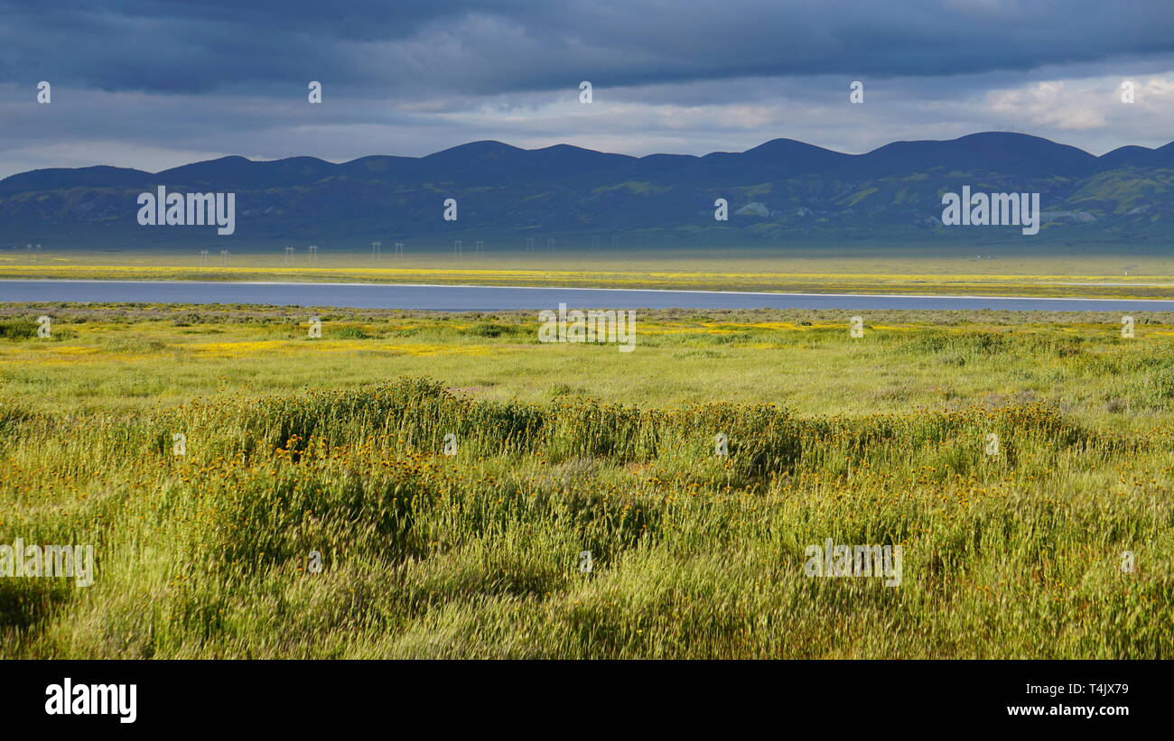 Lasthenia californica California Goldenfields ou. Bloom, 2019 Super Carizzo Plain National Monument (Californie, USA Banque D'Images