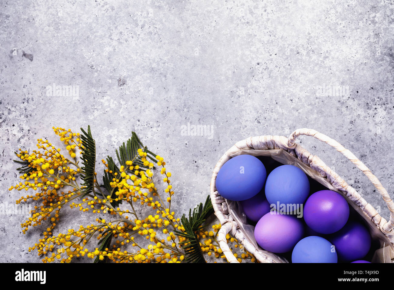 La direction générale de mimosa et oeufs de Pâques dans un panier sur une table avec copie espace, vue du dessus Banque D'Images