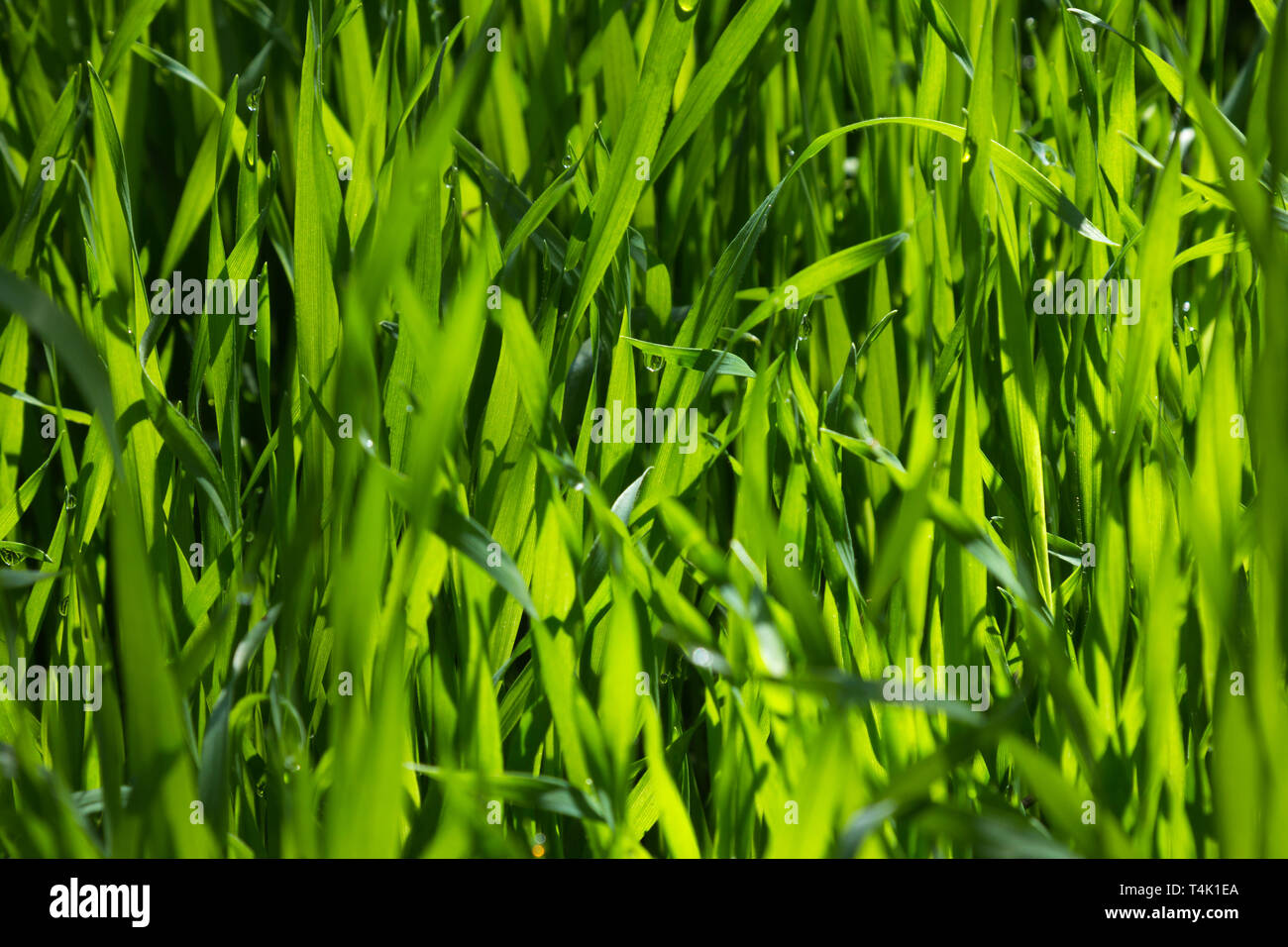 Close-up de gazon avec des gouttes de rosée. L'herbe est éclairé par les rayons du soleil. Banque D'Images