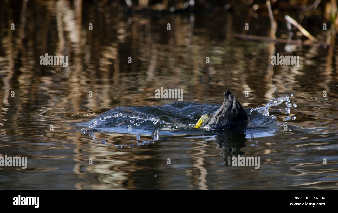 Canard plongeur, WWT London Wetland Trust, Royaume-Uni. Banque D'Images