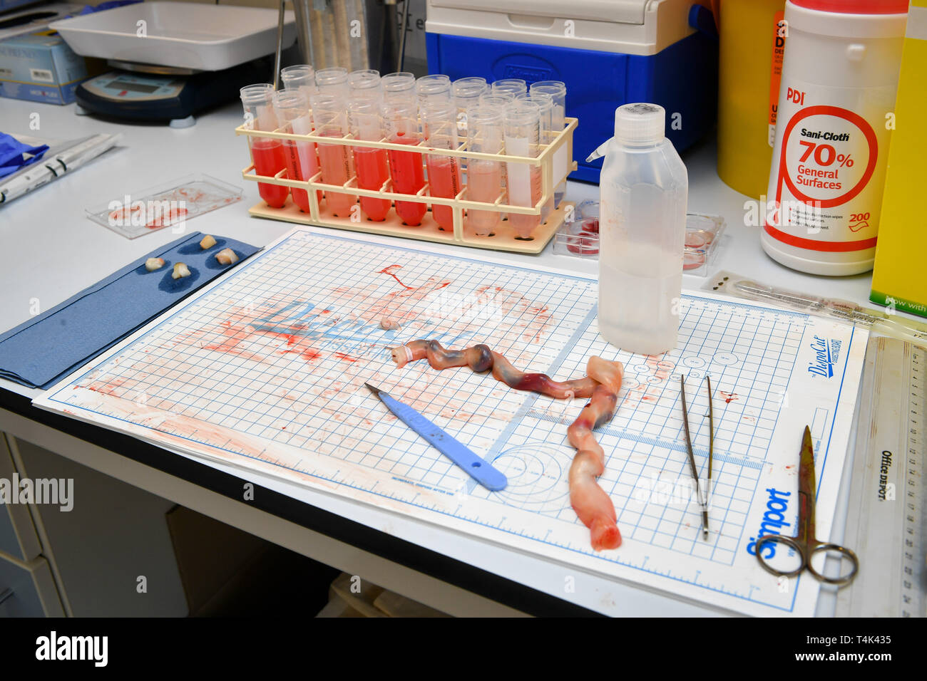 Remarque : LE CONTENU OFFENSANT QUE LES TISSUS HUMAINS sont disséqués un cordon ombilical humain est disséquée à l'aide d'un bistouri, pinces et ciseaux dans un laboratoire clinique médicale, basé à l'Université de Bristol. ASSOCIATION DE PRESSE Photo. Photo date : lundi 8 avril 2019. Crédit photo doit se lire : Ben Birchall Banque D'Images