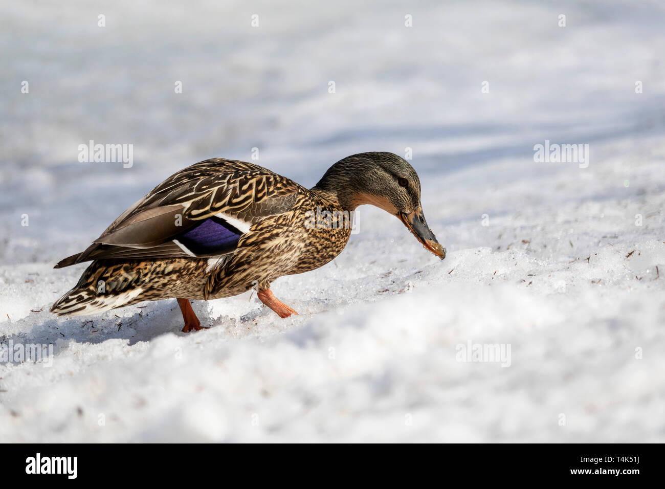 Canard colvert Canard malard femelle Banque D'Images