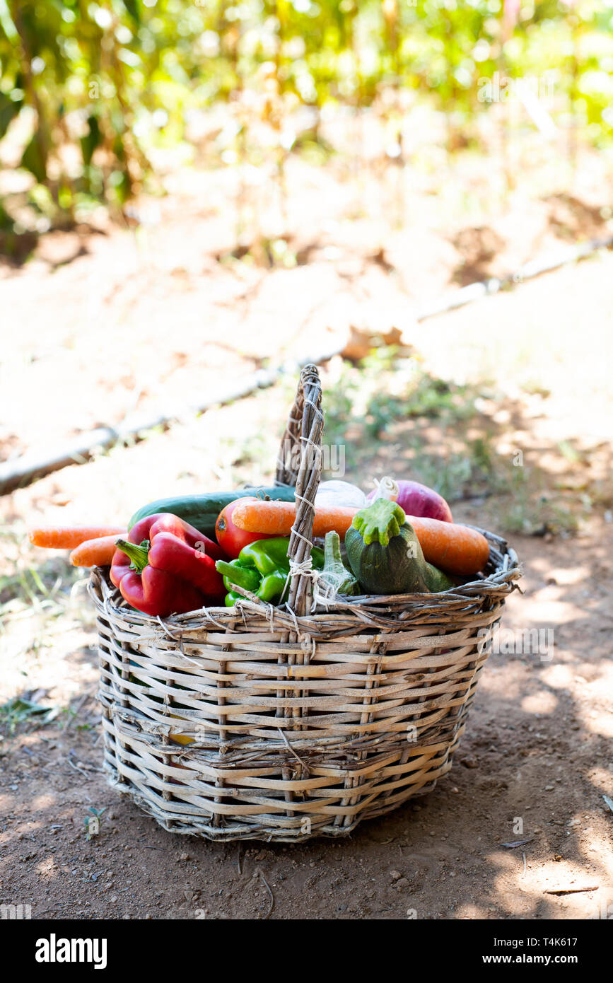 Libre d'un panier rustique, placé sur le sol, plein de légumes fraîchement prélevé dans un verger bio Banque D'Images