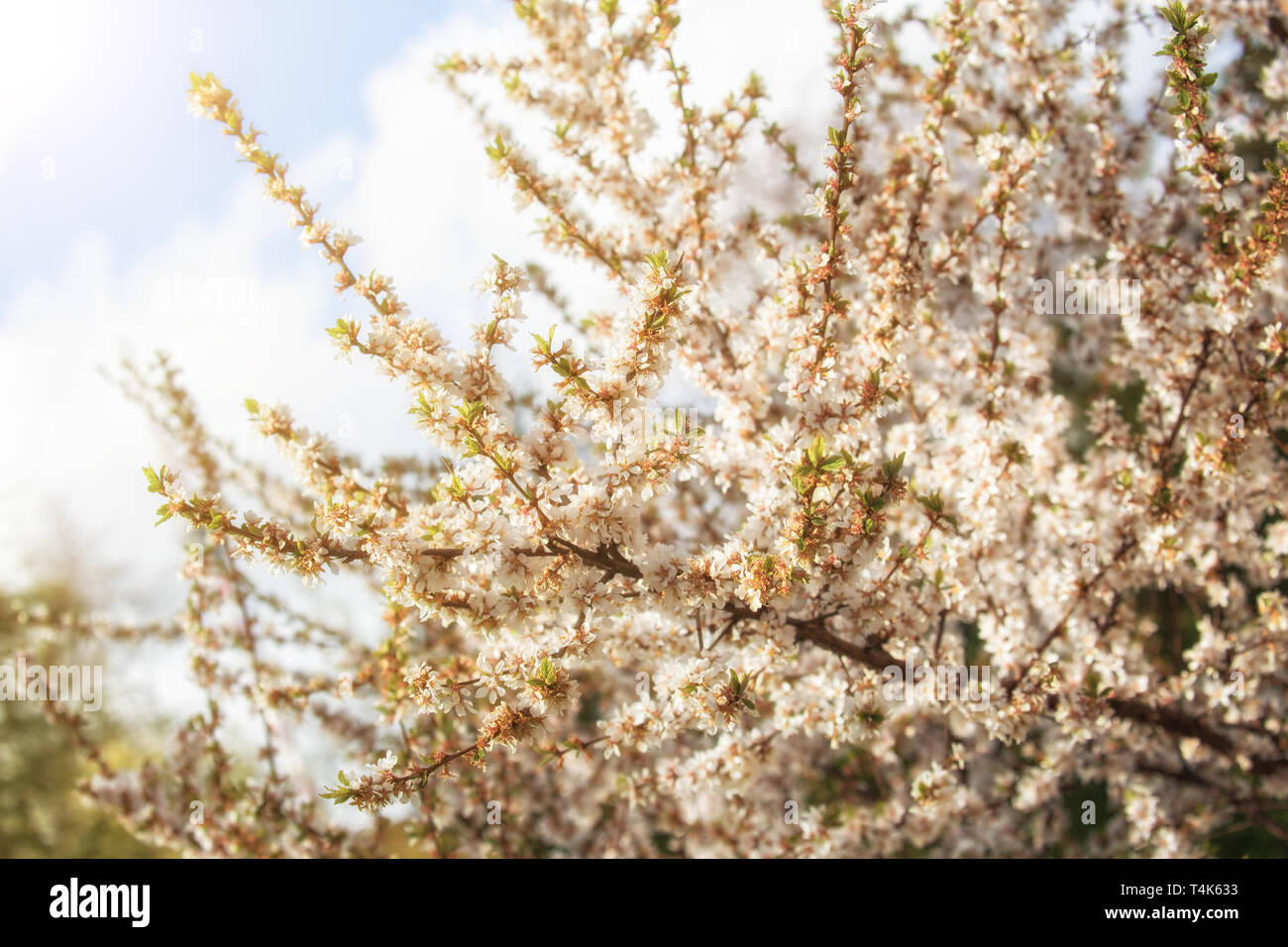 Printemps fond naturel. Branches de fleurs magnifiques dans la lumière du soleil d'amande Banque D'Images