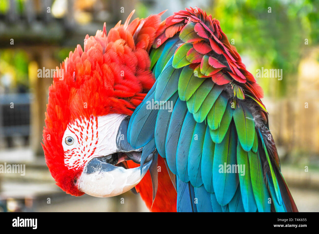 Close up head shoot portrait d'un perroquet coloré aile ara rouge vert Banque D'Images