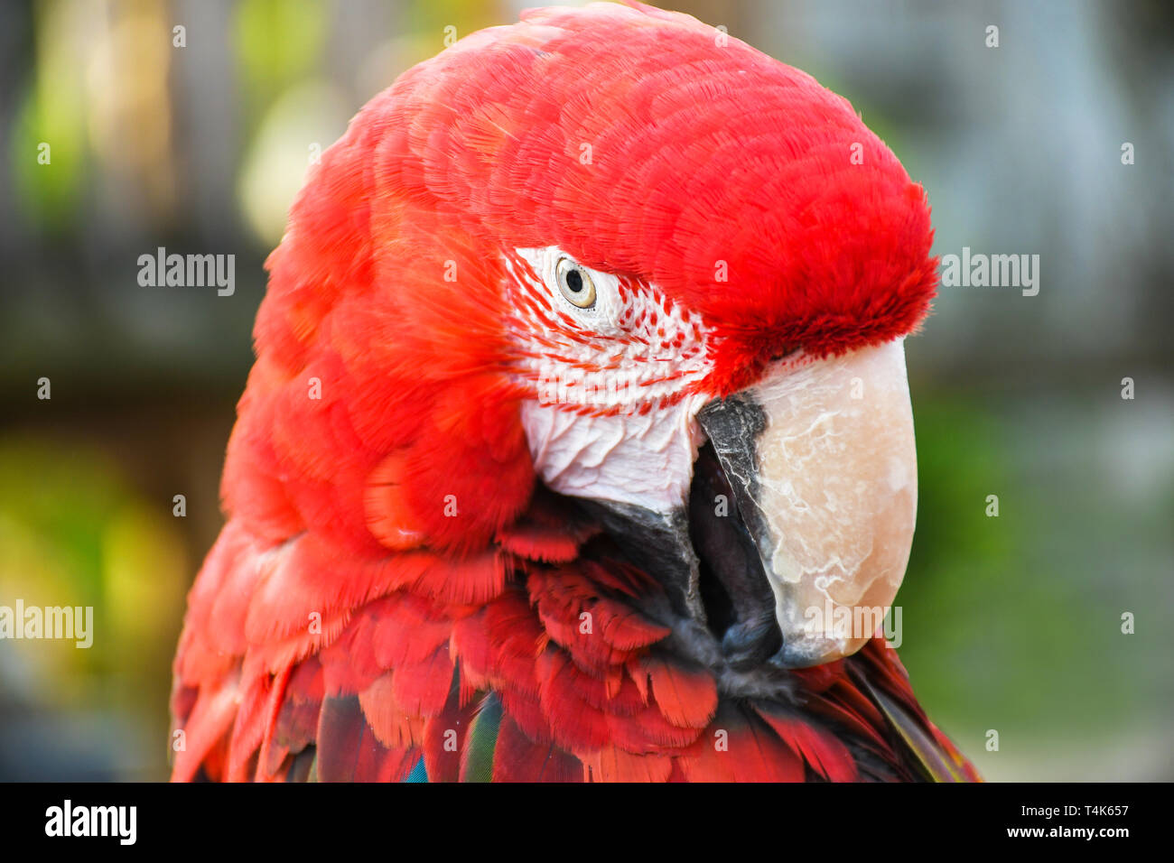 Close up head shoot portrait d'un perroquet coloré aile ara rouge vert Banque D'Images