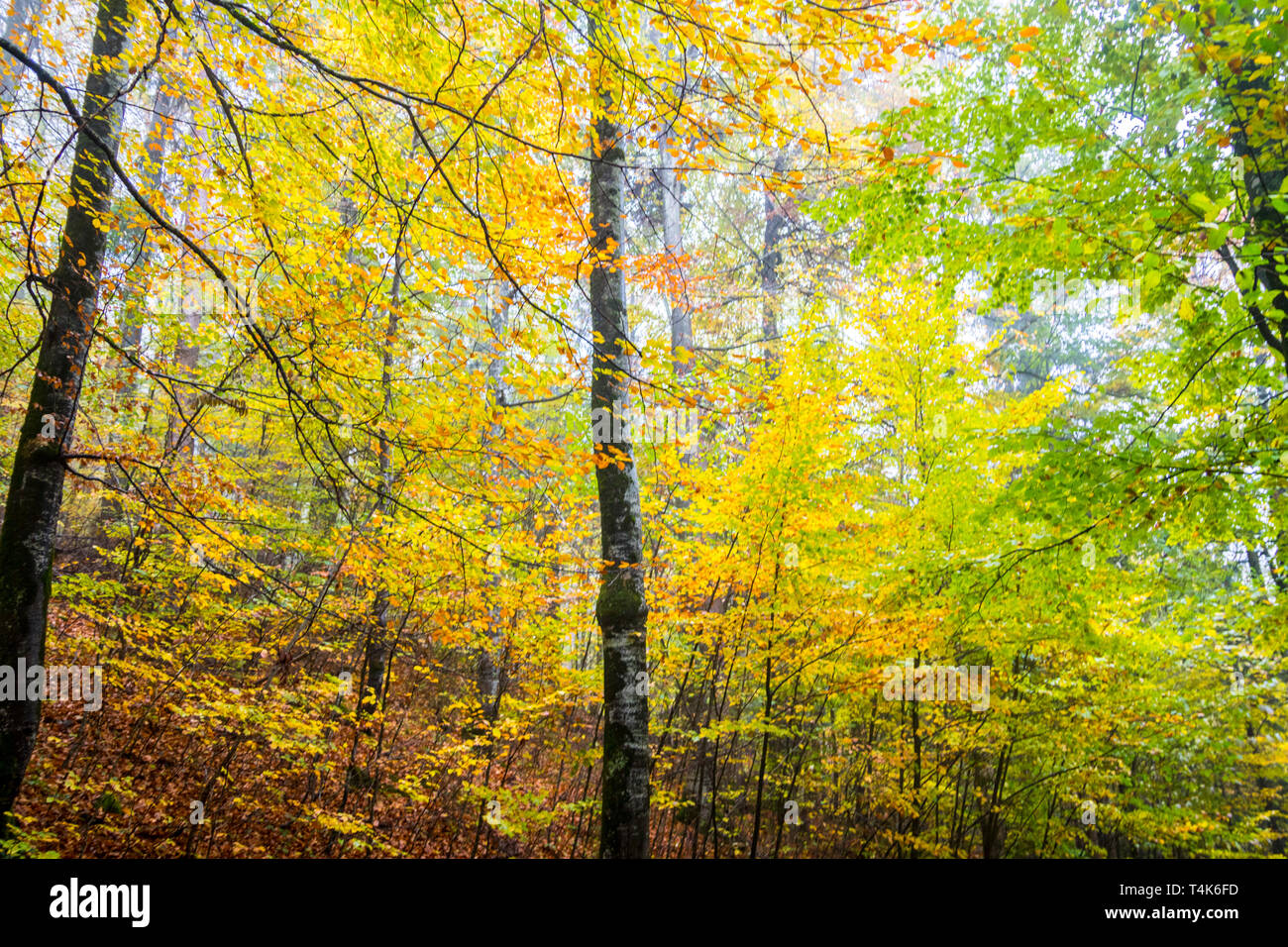 Le feuillage de la forêt, de grands arbres, forêt de brume, brume, brouillard, couleurs de l'automne, à l'isolement, concept concept isolé, immergé dans la nature, Allemagne Banque D'Images