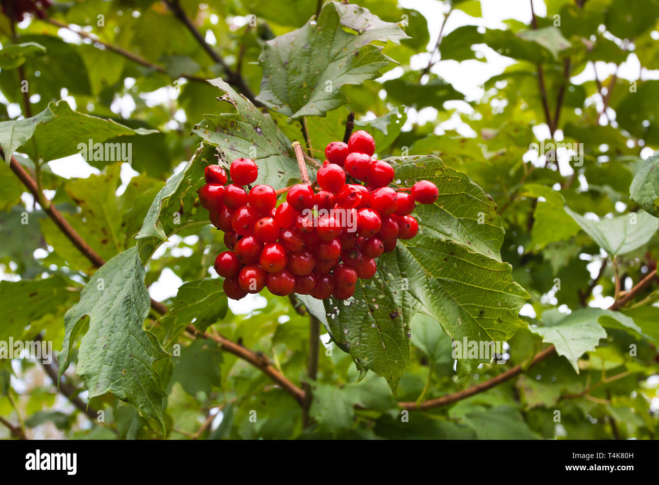Un bouquet de fruits mûrs de viburnum sur un buisson Banque D'Images