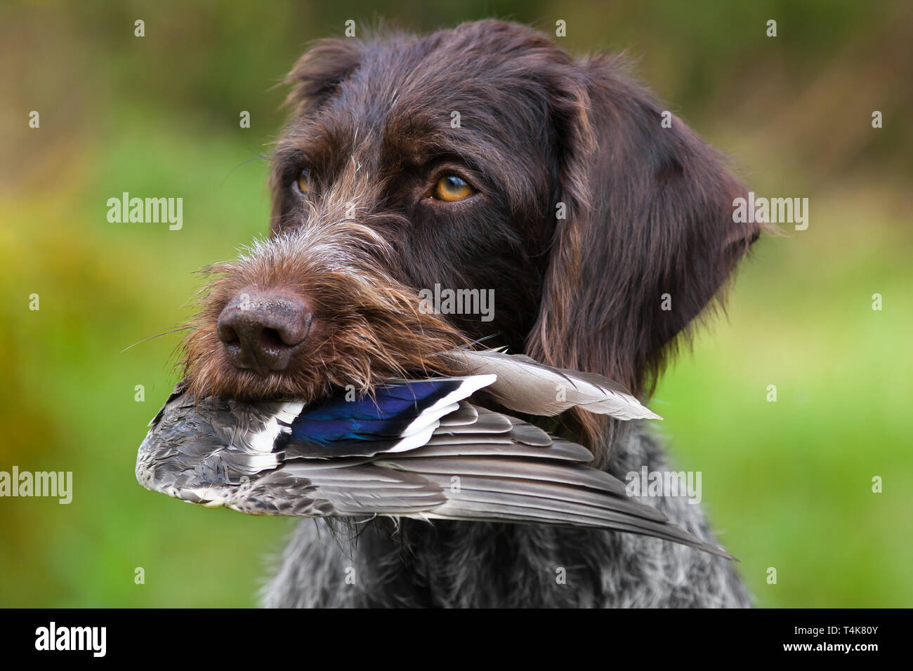 Chien avec l'aile de canard dans les dents, Close up Banque D'Images