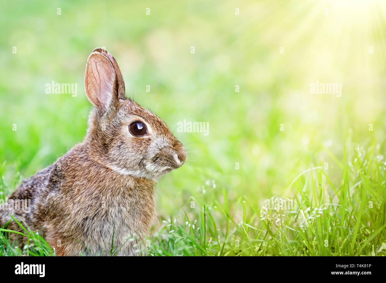 Lapin mignon lapin assis dans l'herbe dans le jardin au printemps. Fond vert naturel avec l'exemplaire de l'espace. Banque D'Images