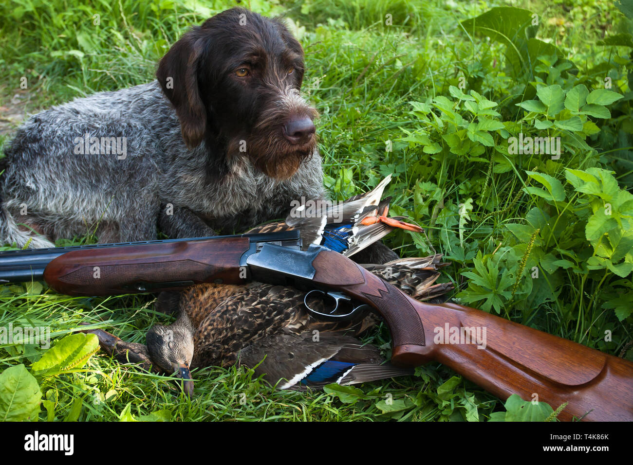 Braque Allemand, fusil de chasse et les canards sur l'herbe Banque D'Images