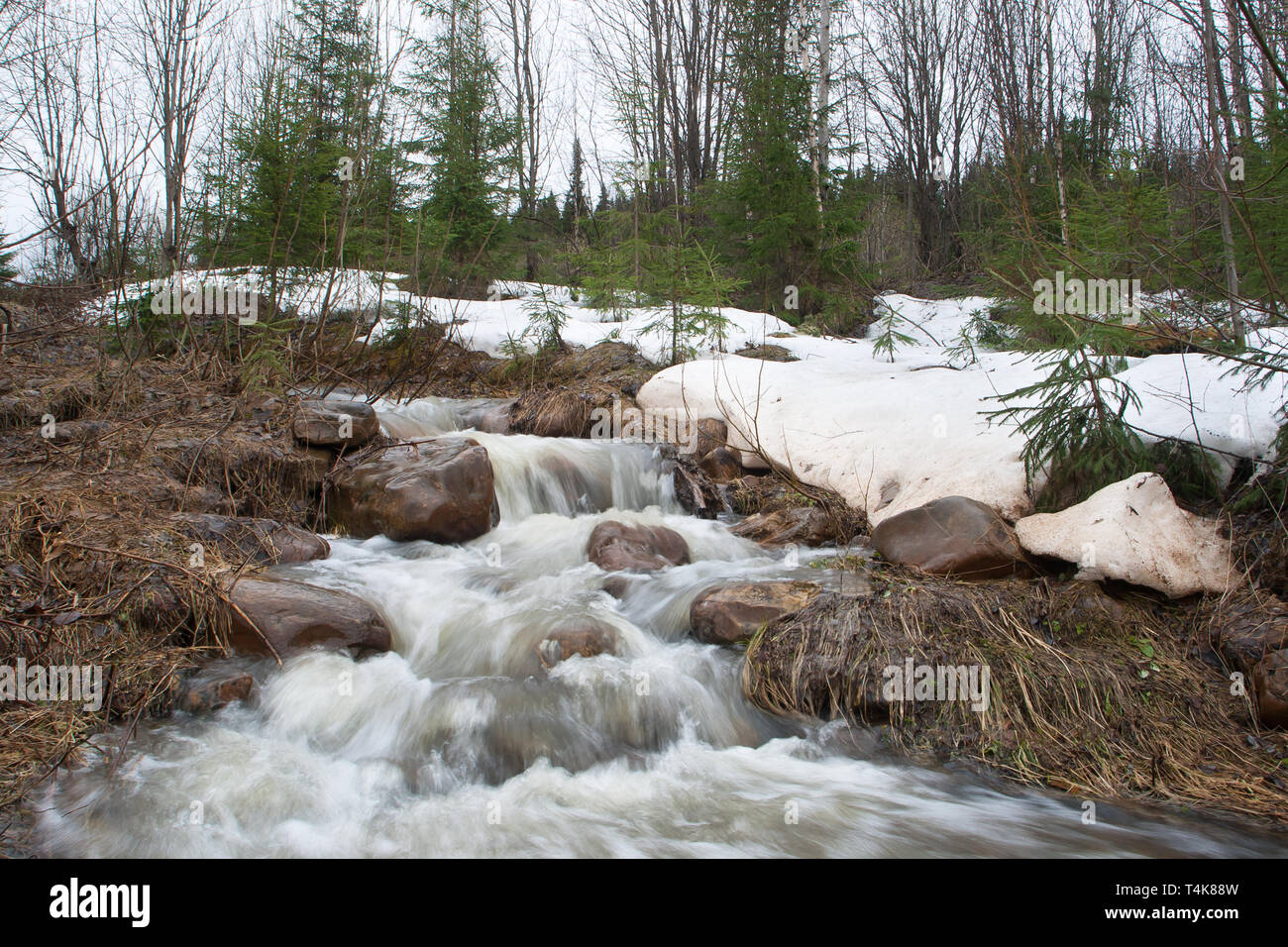 La circulation rapide de l'eau de fusion dans la forêt au printemps Banque D'Images