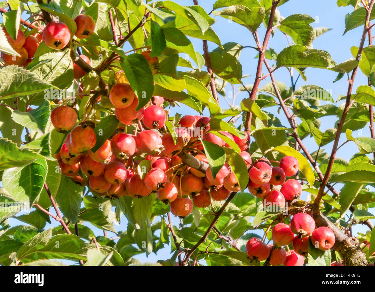 Paradis rouge pommes accroché sur un arbre dans le jardin. Branche de pommier paradis décoratif avec des fruits. Banque D'Images