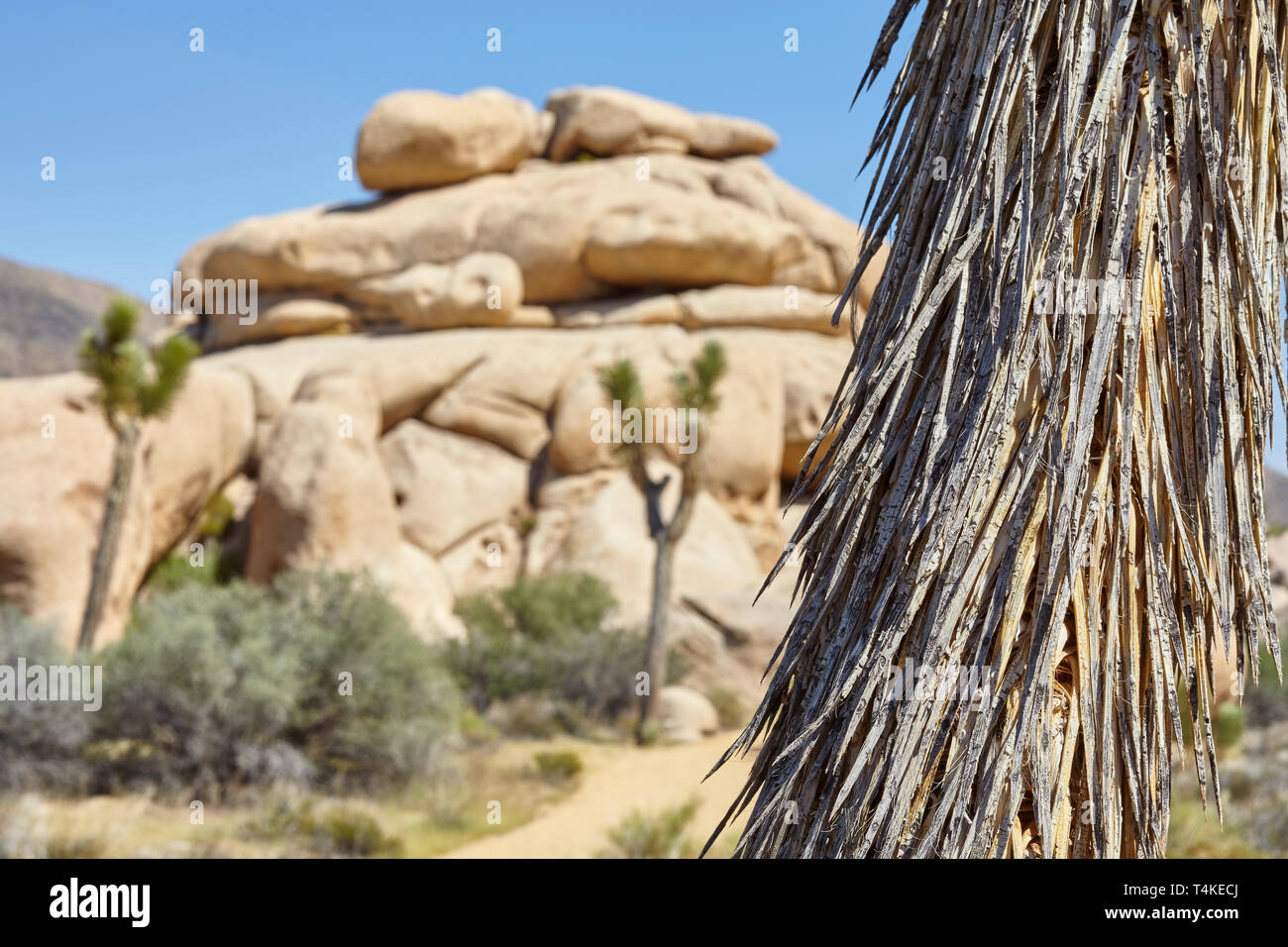 Close up photo de Joshua Tree Trunk (Yucca brevifolia), selective focus, Joshua Tree National Park, Californie, USA. Banque D'Images