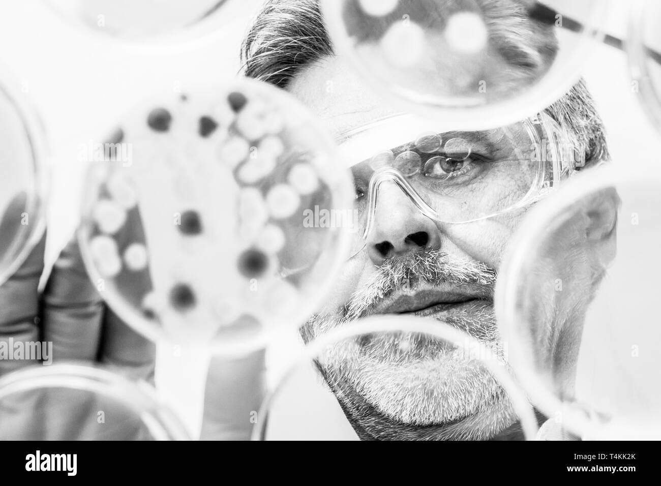 Chercheur en sciences de la vie des bactéries de greffage. Banque D'Images