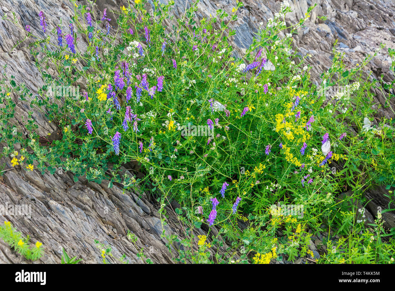Petite prairie en fleurs sur un rocher, sur les rives de la rivière Tom, Kemerovo Region Banque D'Images