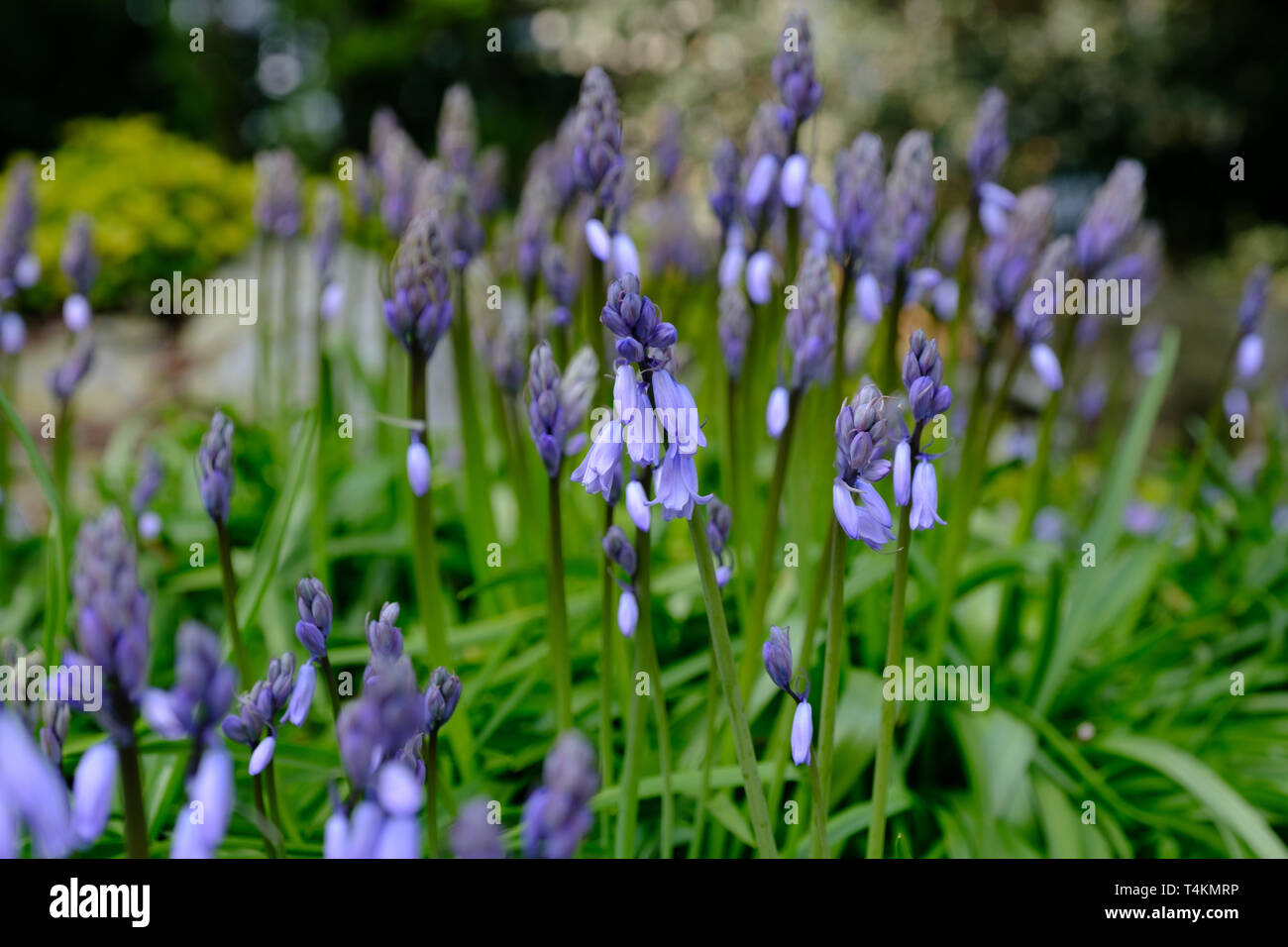 Bluebell flowers au printemps, North Yorkshire Banque D'Images