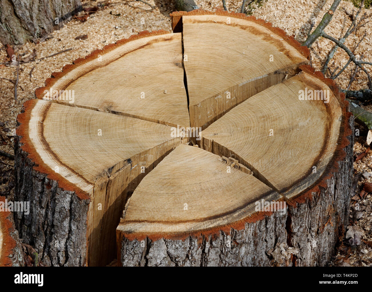 Tronc d'arbre scié sur terrain réduit de cinq pièces Banque D'Images