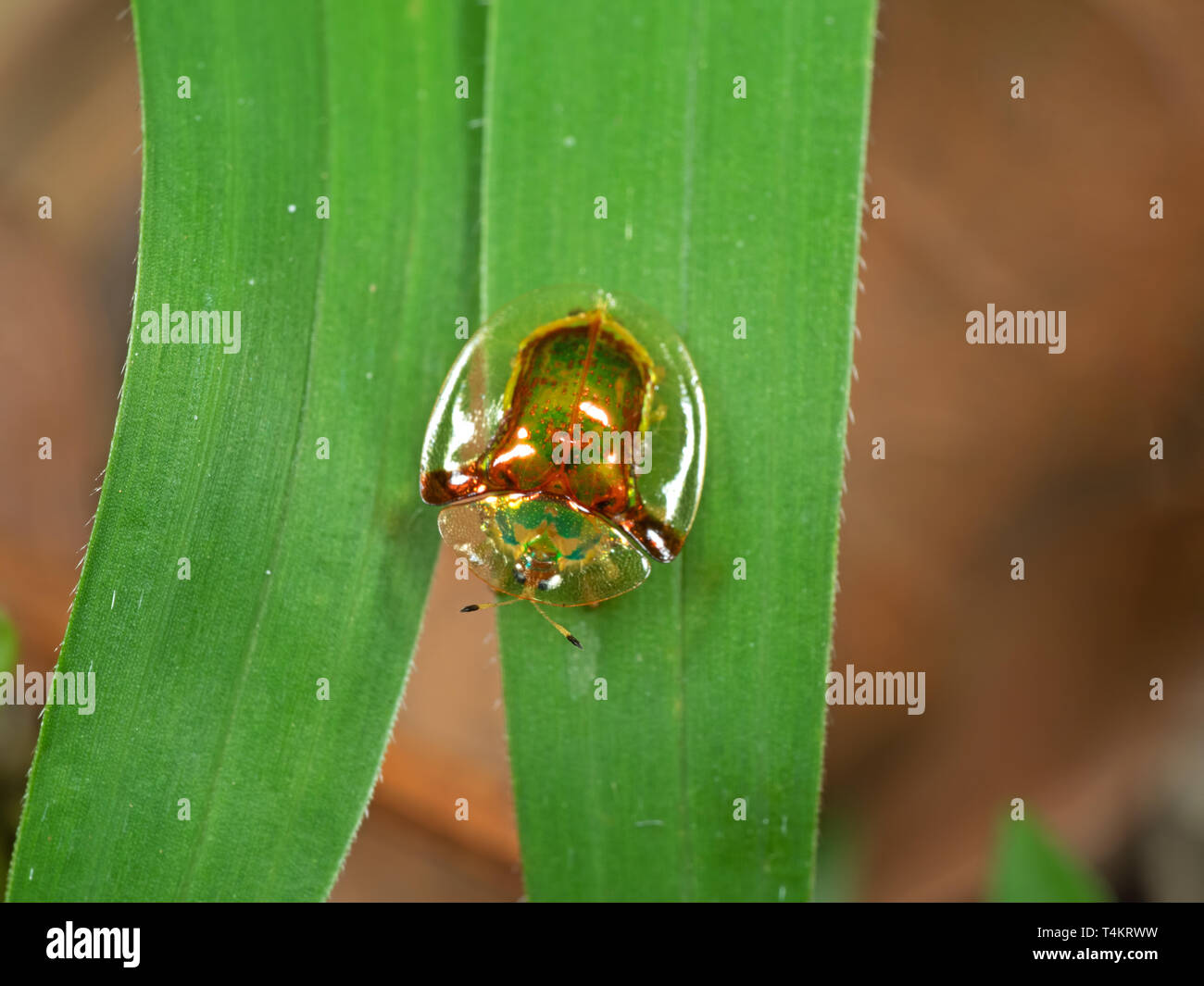 Macro Photographie d'insecte sur la tortue d'or Brin d'herbe Banque D'Images