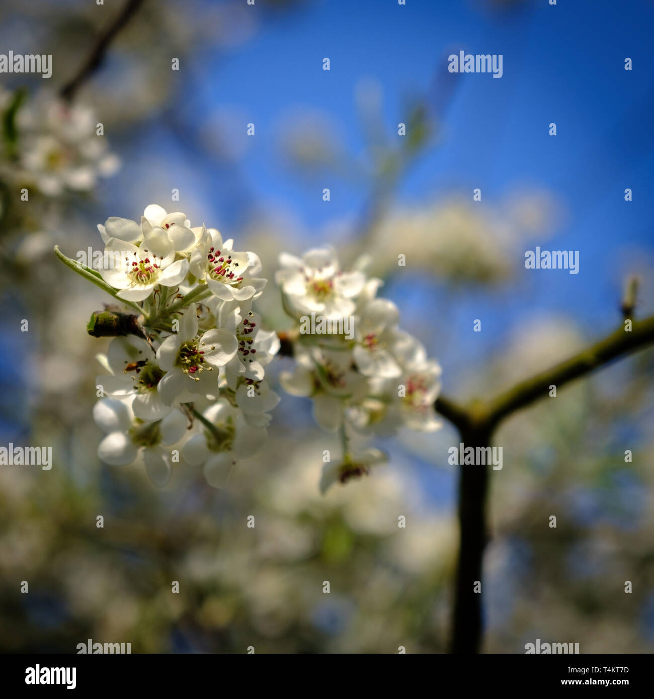 Fleur de cerisier blanc Banque D'Images