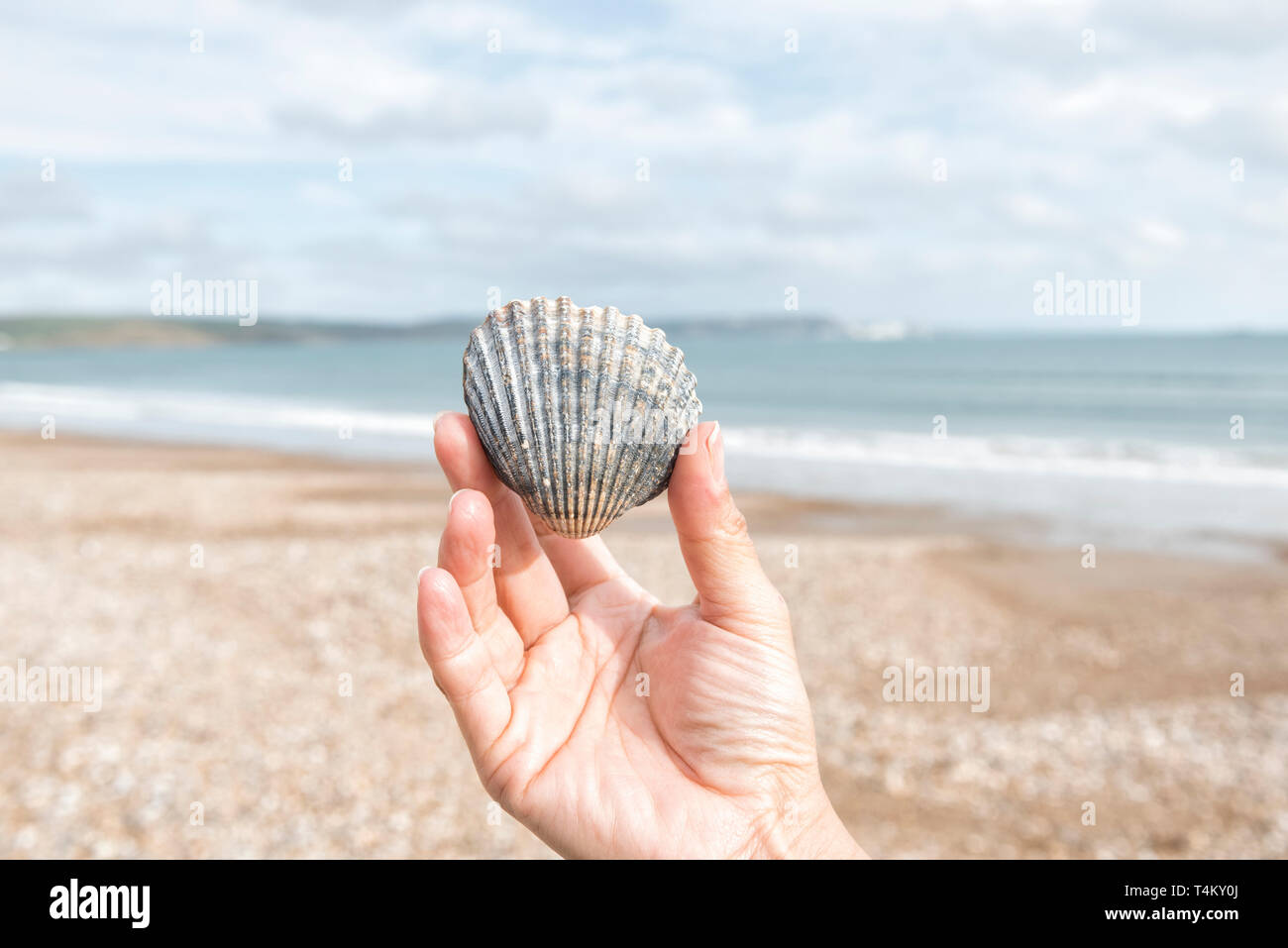 Woman's hand holding un coquillage sur la plage Banque D'Images