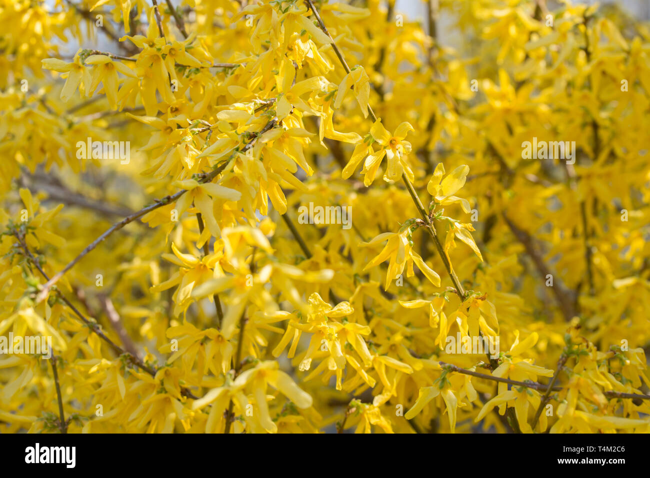 Forsythia fleurs sur sunny day Banque D'Images