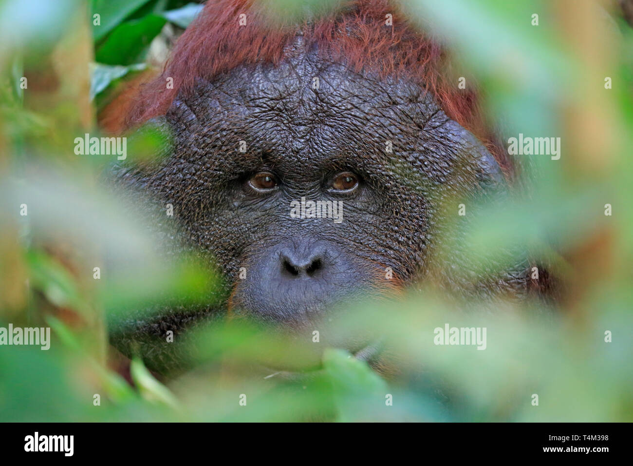 L'orang-outan mâle Réserve Naturelle de Tanjung Puting à Bornéo Kalimantan en Indonésie Banque D'Images