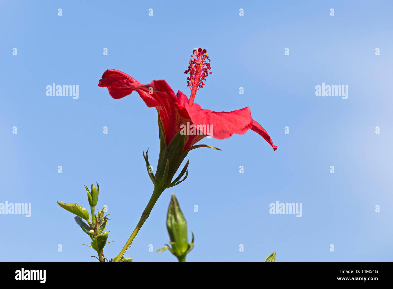 Rose de Sharon (Hibiscus syriacus), Kargicak Alanya, Antalya Province, Banque D'Images