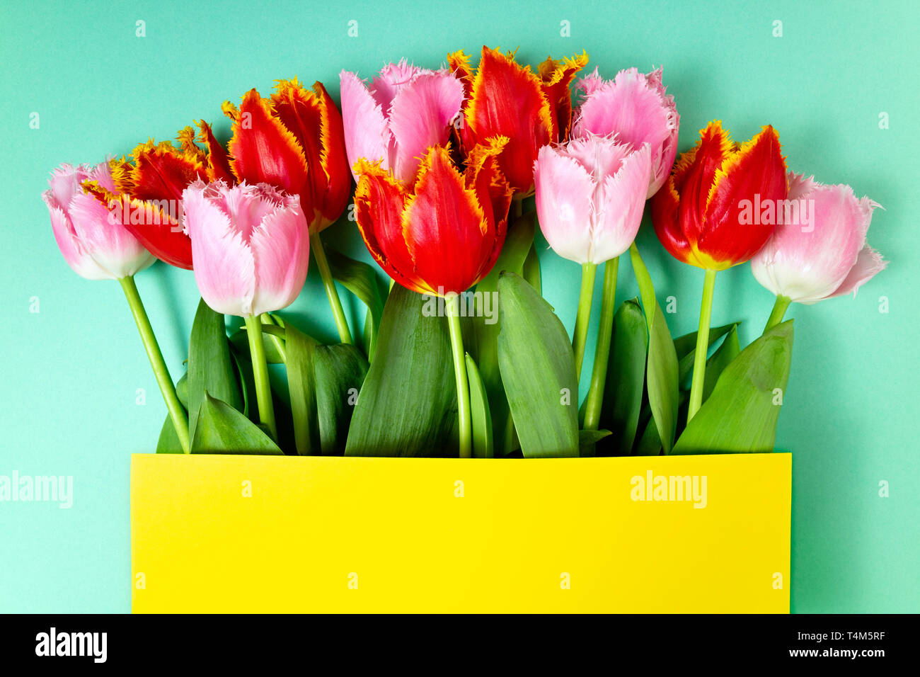 Bouquet de tulipes fleurs sur fond de fête de la couleur. Fleurs de Printemps sur carte floral. Carte de souhaits, vacances concept. Vue de dessus, copy space Banque D'Images