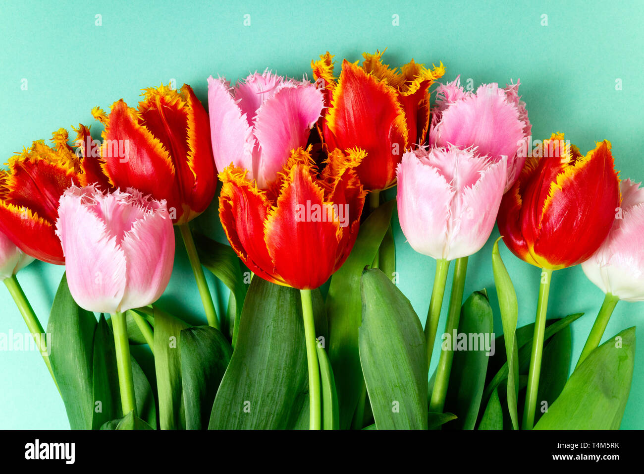 Les Fleurs Du Printemps Bouquet De Tulipes Fleurs Sur Un Fond De Couleur Jours Feries Paques 8 Mai Joyeux Anniversaire Anniversaire Mariage Carte De Felicitations C Photo Stock Alamy