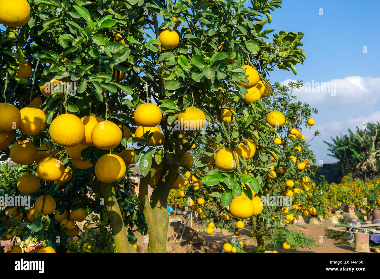 Arbre pamplemousse chinois Banque de photographies et d’images à haute