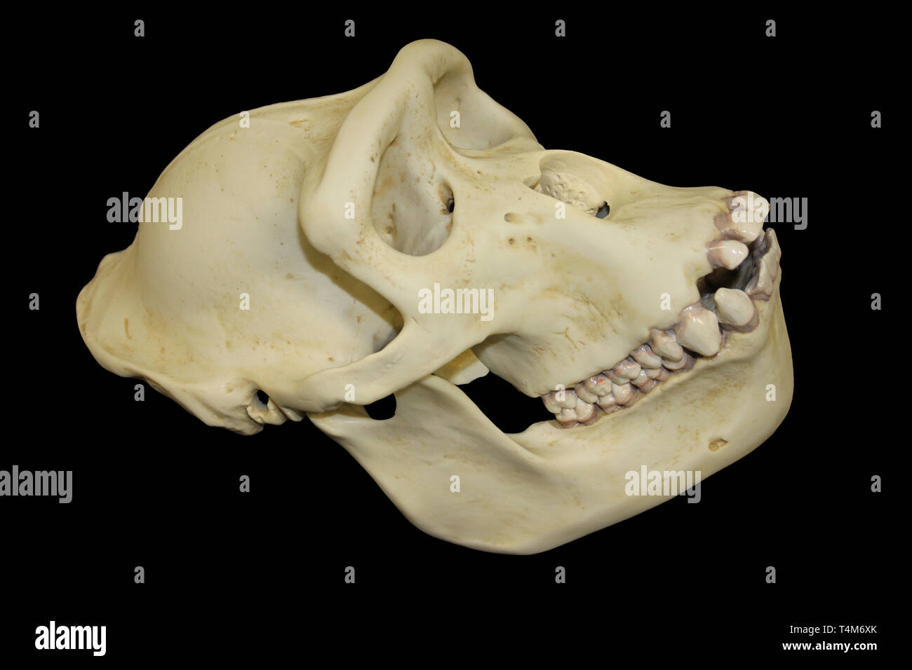 Crâne de gorille femelle Banque D'Images