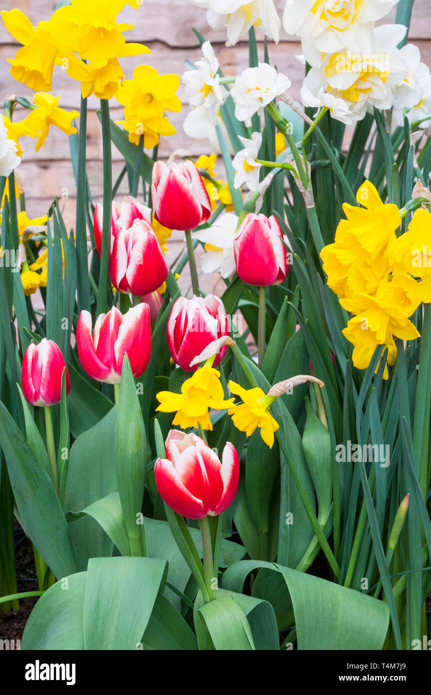 Une sélection de tulipes fleurissent au printemps et de narcisse dans une frontière contre une clôture en bois Tulipa Leen van der Mark Narcisse Ice King et Cailles Banque D'Images