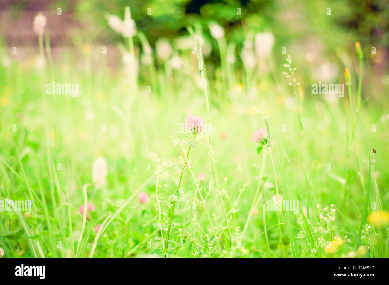 Arrière-plan de printemps. L'herbe et fleurs sauvages dans une prairie en été. Paysage de printemps avec soft focus Banque D'Images