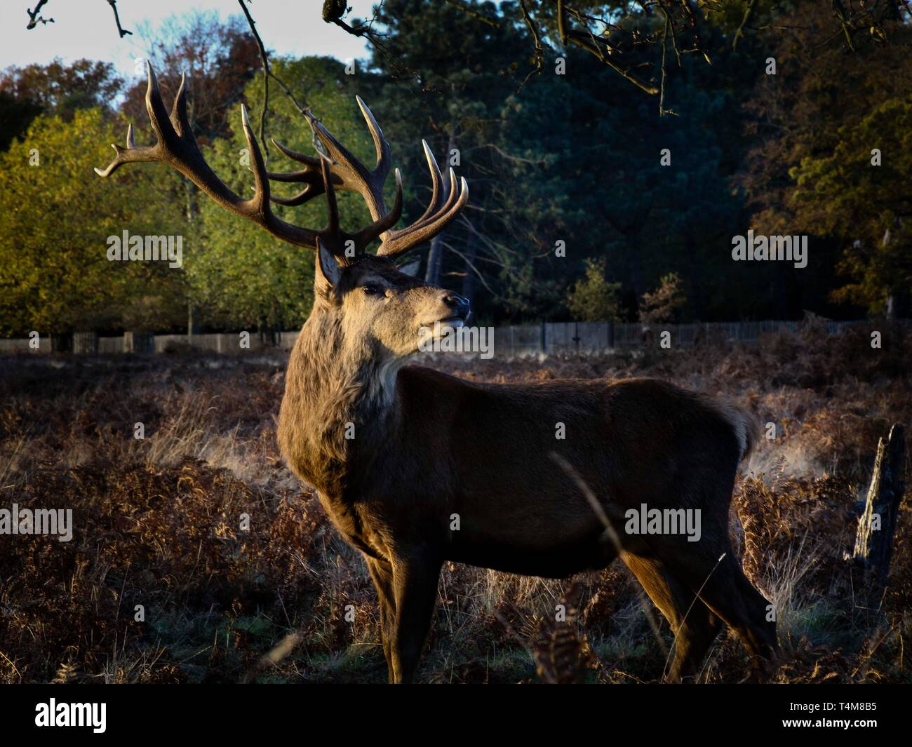 Large Red Deer, Bushy Park, Royaume-Uni. Banque D'Images