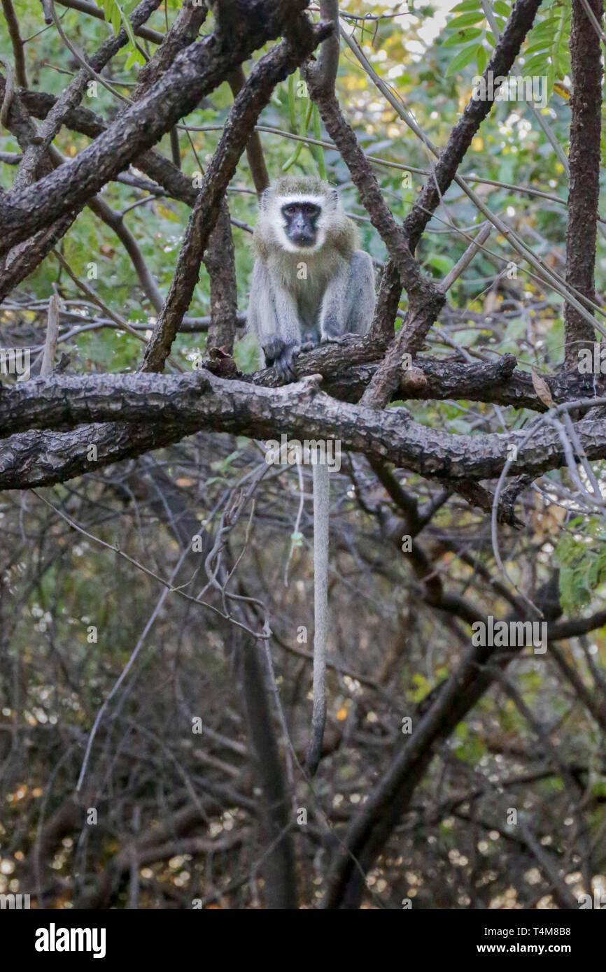 Un singe dans l'arbre, lac Kariba, Zambie. Banque D'Images