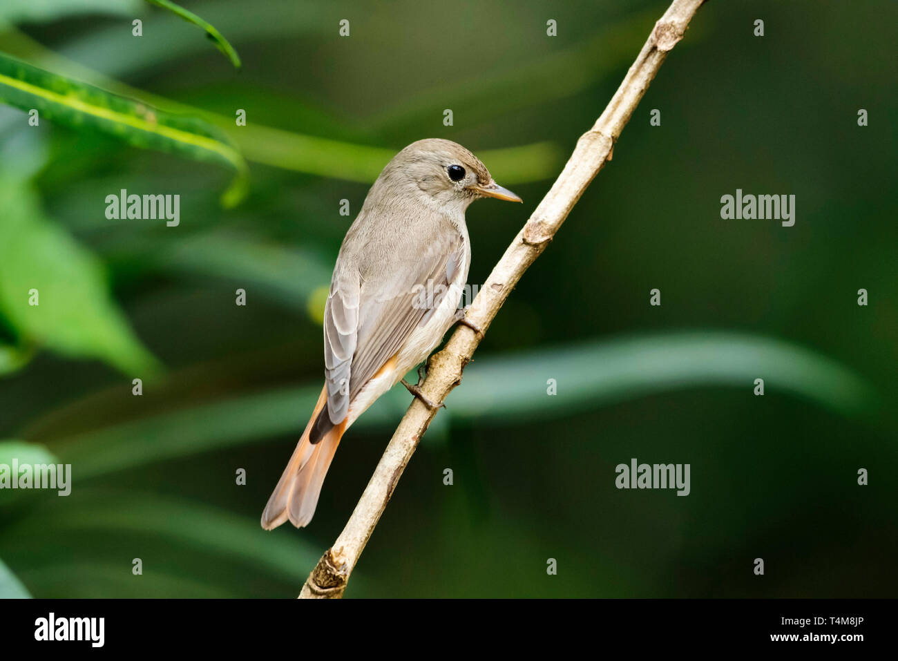 Rusty-tailed flycatcher, Ficedula ruficauda, Western Ghats, India. Banque D'Images